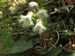 100517 鳴神山 094_R