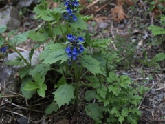 100517 鳴神山 162_R