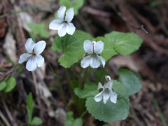 100517 鳴神山 179_R
