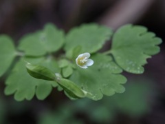 100517 鳴神山 051_R