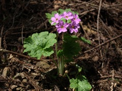 100517 鳴神山 062_R