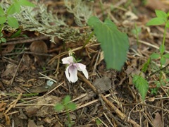 100517 鳴神山 077_R