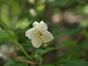 バイカウツキ　スイカズラ科　白色100602　韓国・雪岳山144