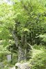 アズキナシの巨木・・県の天然記念物