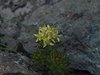 ホソバイワベンケイ（雄花）　ベンケイソウ科　黄色　100628 白頭山 401_R